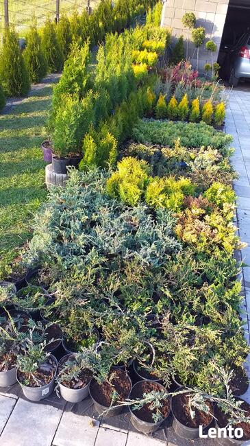 Piękne krzewy ozdobne do ogrodu i na skarpy od 4,50zl!!!