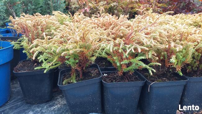 Piękne krzewy ozdobne do ogrodu i na skarpy od 4,50zl!!!