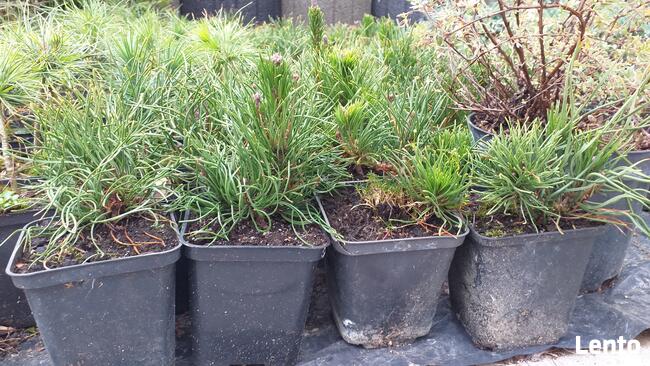 Piękne krzewy ozdobne do ogrodu i na skarpy od 4,50zl!!!