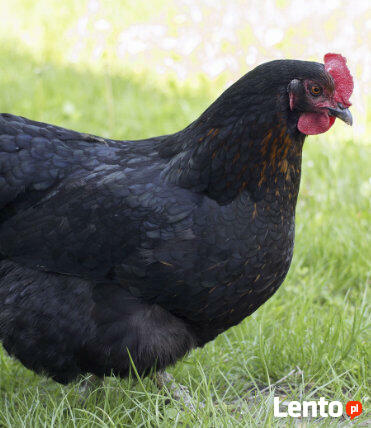 Kokoszki Kaczki Gęsi Perliczki Brojlery