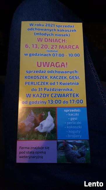 Kokoszki Kaczki Gęsi Perliczki Brojlery