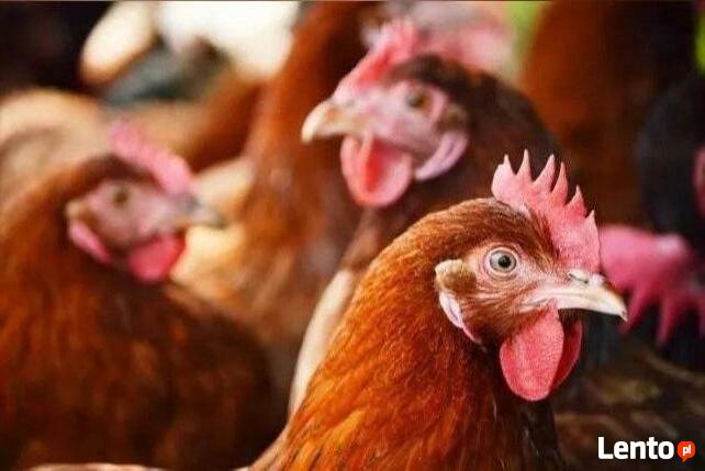 Kokoszki Kaczki Gęsi Perliczki Brojlery
