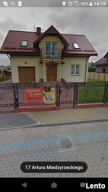 Strzyżenie psów BONA