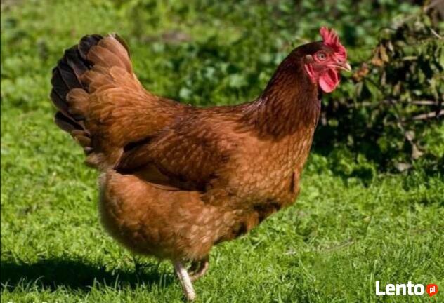 Kokoszki Kaczki Gęsi Perliczki Brojlery