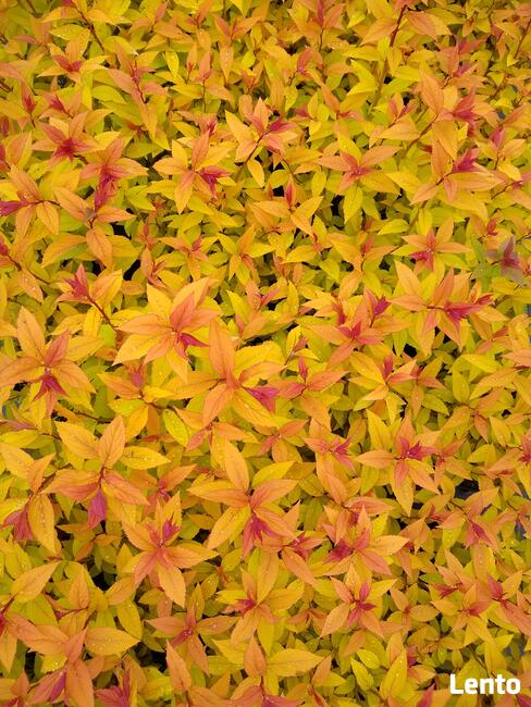 Tawuła japońska Goldflame Spiraea japonica