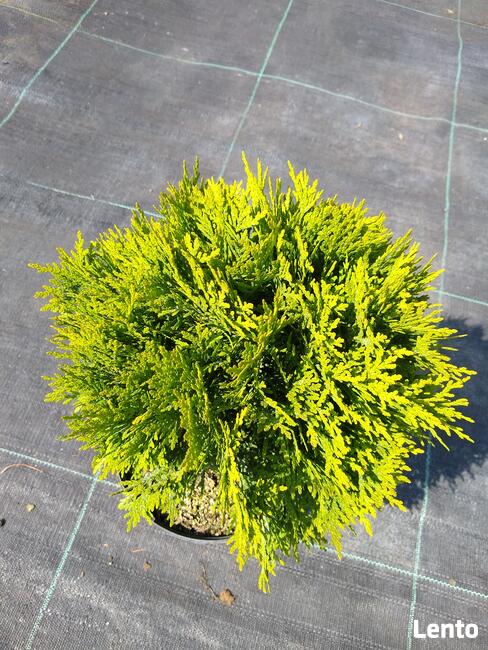 Żywotnik zachodni Mirjam Thuja occidentalis