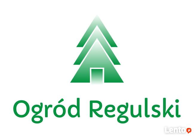 Żywotnik zachodni Mirjam Thuja occidentalis