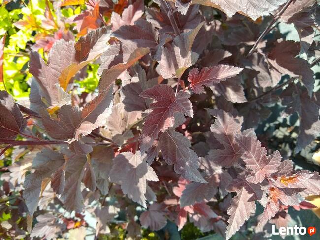 Pęcherznica kalinolistna Diabolo