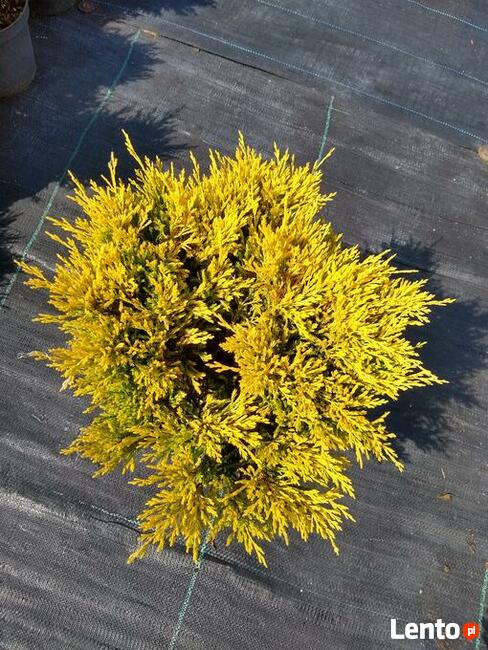 Jałowiec Płożący Limeglow Juniperus horizontalis