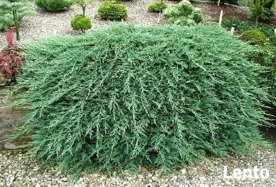 Jałowiec płożący Wiltonii Juniperus horizontalis