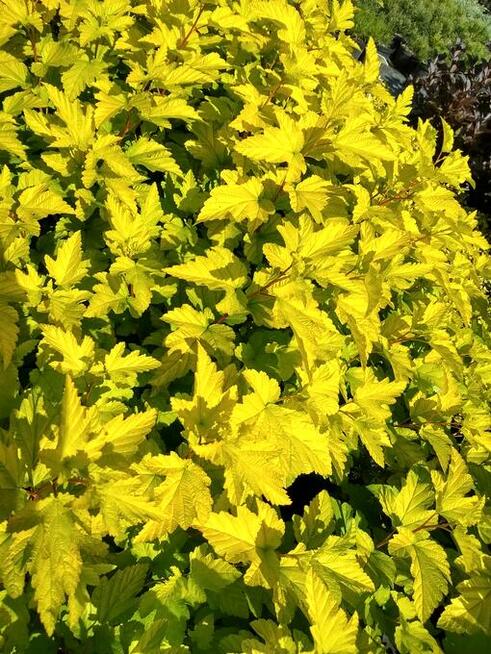 Pęcherznica kalinolistna Luteus