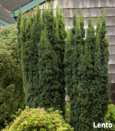 Cis pośredni Hillii Taxus x media