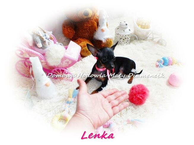 Lenka suczka Pinczer miniaturowy (tzw. ratlerek) ^..^ + Rodo