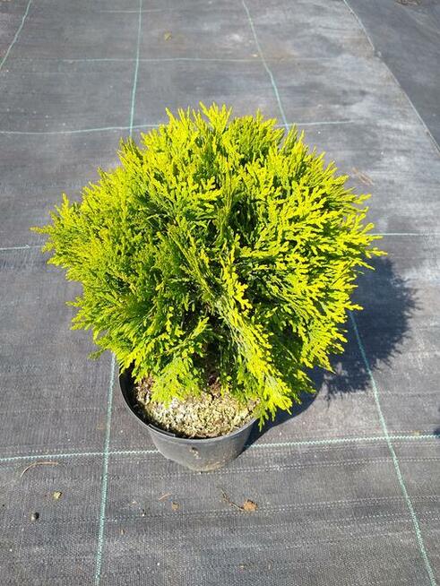 Żywotnik zachodni Mirjam Thuja occidentalis