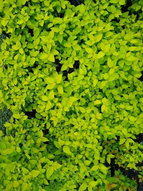 Tawuła japońska Golden Princess