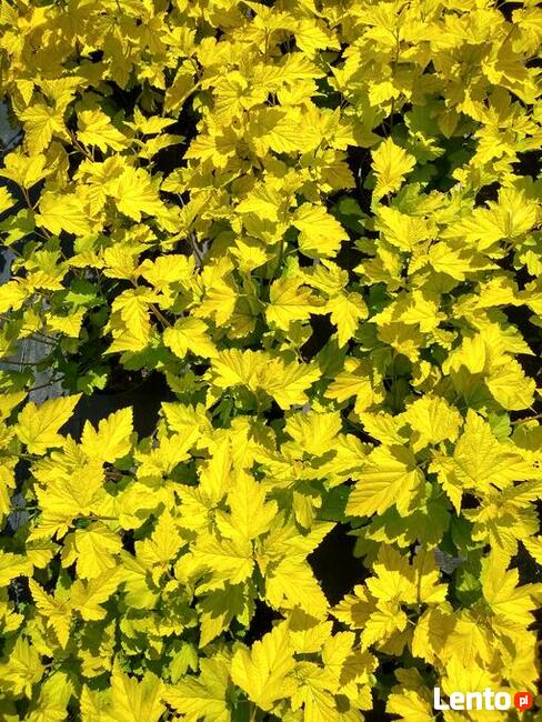 Pęcherznica kalinolistna Luteus