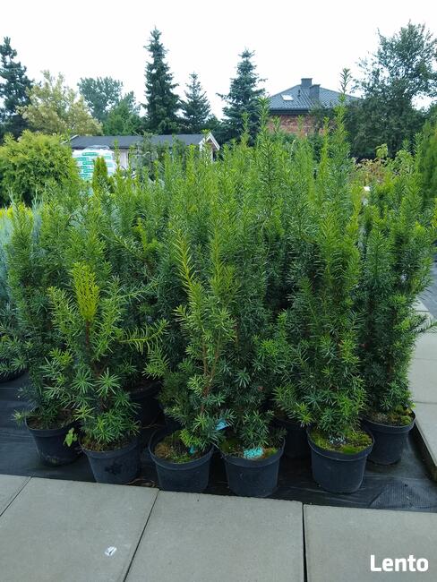 Cis pośredni Hicksii Taxus x media Hicksii