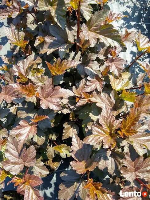 Pęcherznica kalinolistna Diabolo