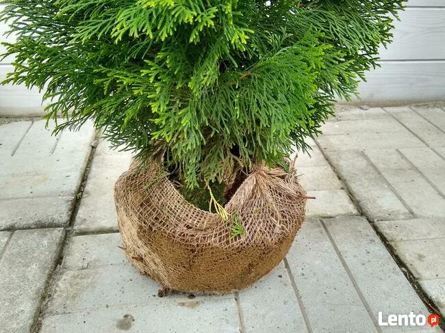 Żywotnik Zachodni Tuja Smaragd Szmaragd 120-130 cm