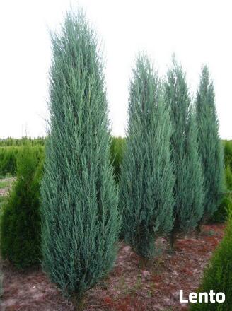 Jałowiec skalny Blue Arrow Juniperus scopulorum