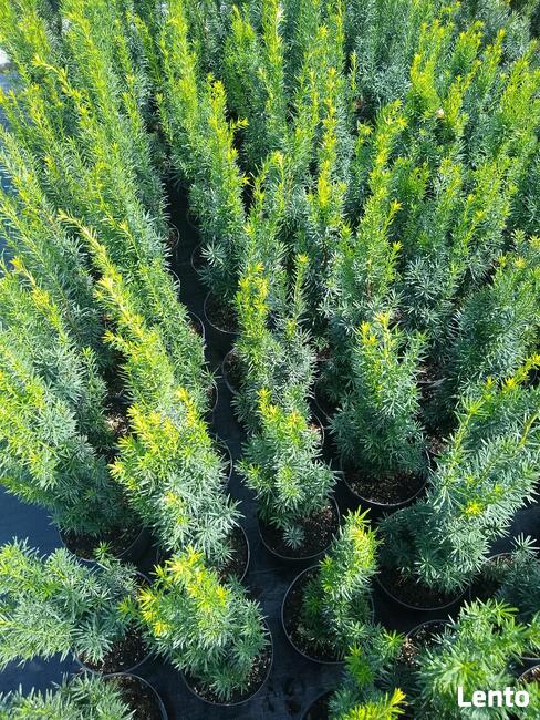 Cis pośredni Hicksii Taxus x media Hicksii