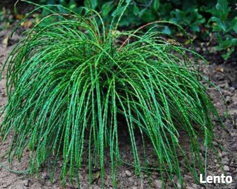 Żywotnik olbrzymi Whipcord Thuja plicata