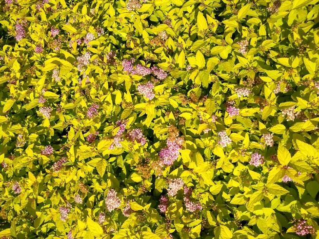 Tawuła japońska Golden Princess