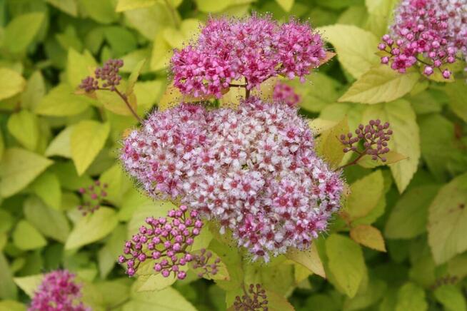 Tawuła japońska Golden Princess
