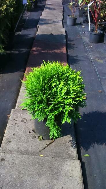 Żywotnik zachodni Danica Tuja Danica