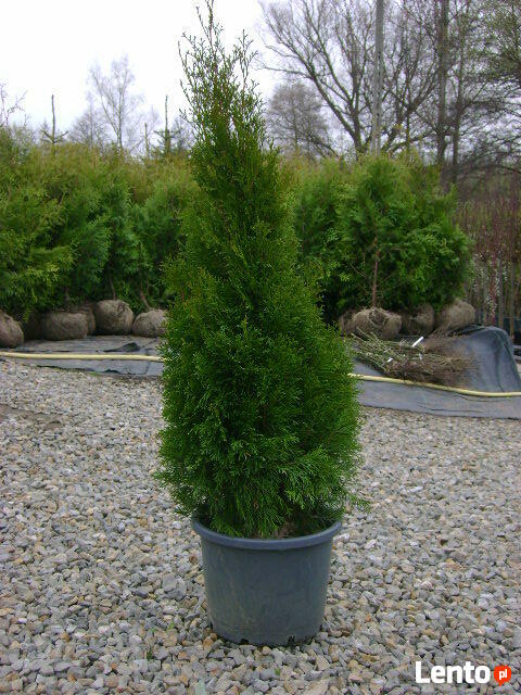 Żywotnik Zachodni Tuja Smaragd Szmaragd 120-130 cm