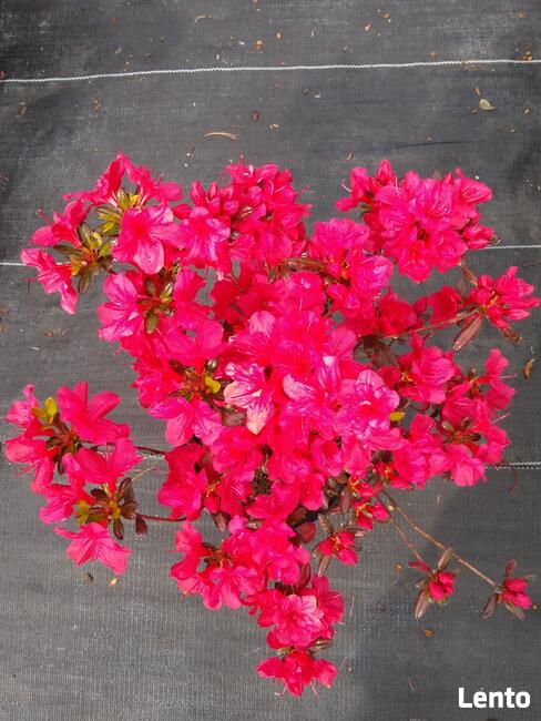 AZALIA JAPOŃSKA Maruschka