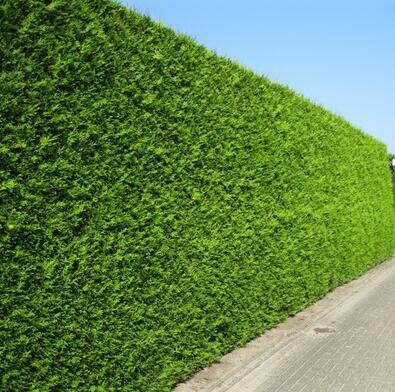 Żywotnik zachodni Brabant Thuja occidentalis