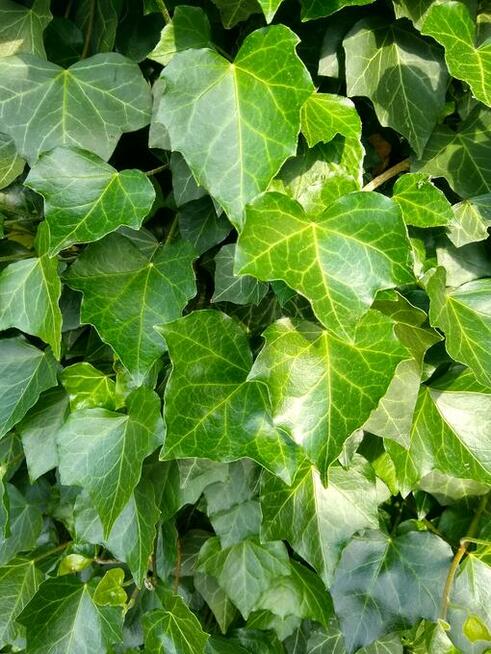 Bluszcz Pospolity Hedera helix