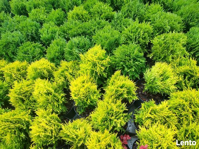 Żywotnik zachodni Mirjam Thuja occidentalis
