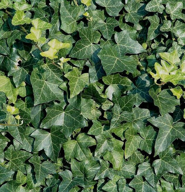 Bluszcz Pospolity Hedera helix