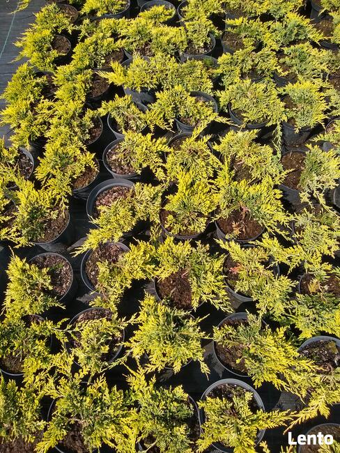 Jałowiec płożący Golden Carpet