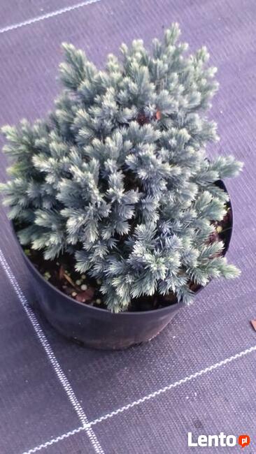 Jałowiec łuskowaty Blue Star Juniperus squamata