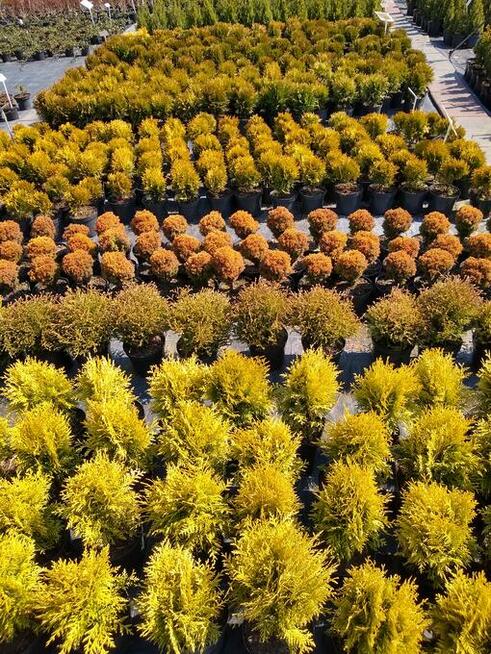 Żywotnik zachodni Mirjam Thuja occidentalis