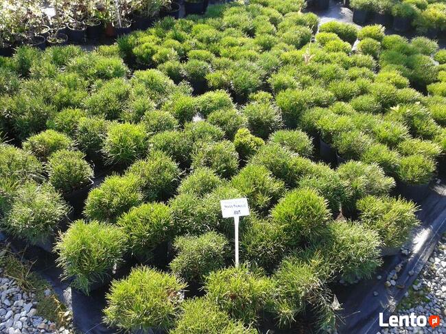 Sosna kosodrzewina odmiana Pumilio Pinus mugo