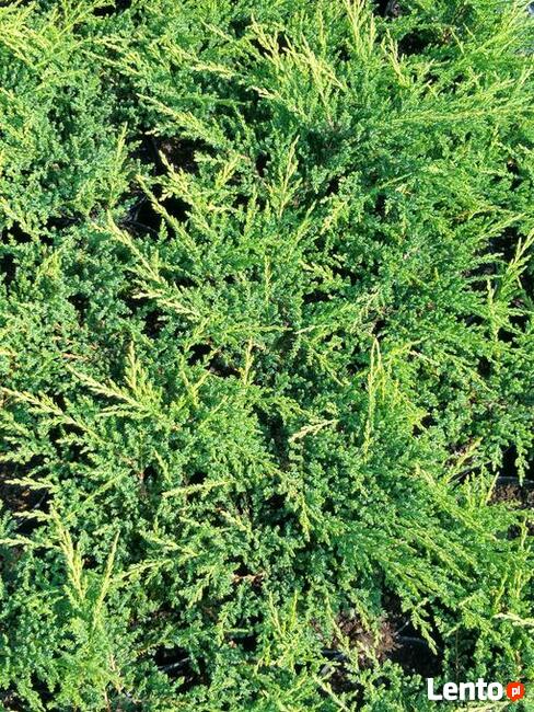 Jałowiec płożący Prince of Wales