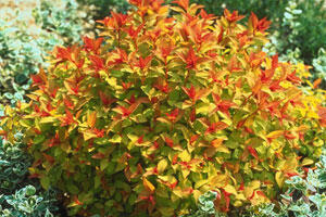 Tawuła japońska Goldflame Spiraea japonica