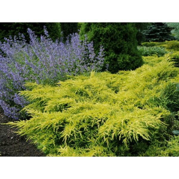 Jałowiec pośredni Gold Star