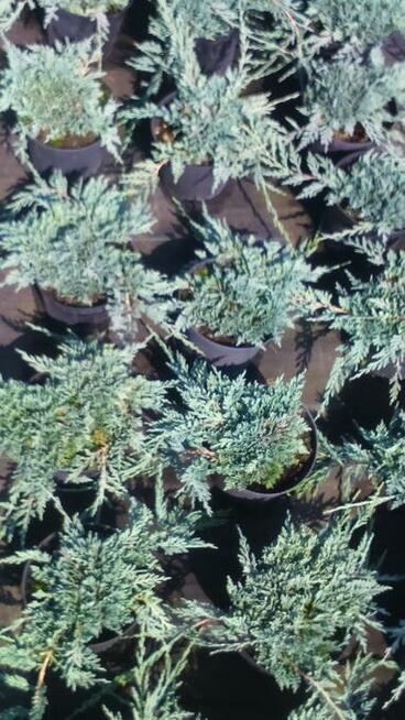Jałowiec Płożący Icee Blue Juniperus horizontalis