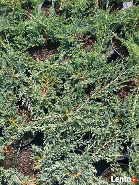 Jałowiec płożący Wiltonii Juniperus horizontalis