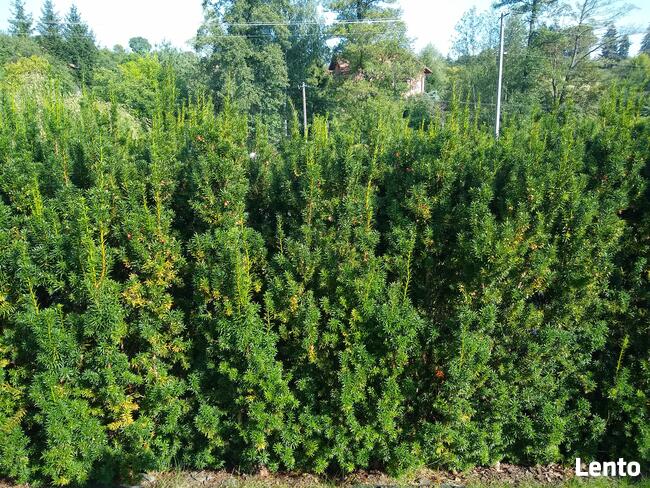 Cis pośredni Hicksii Taxus x media Hicksii