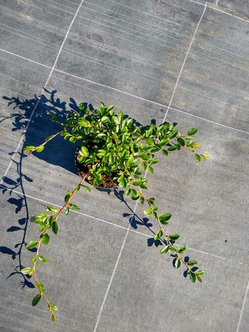 Irga Dammera Major Cotoneaster dammeri