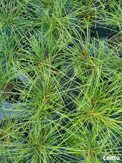 Żywotnik olbrzymi Whipcord Thuja plicata