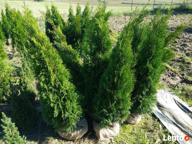 Żywotnik Zachodni Tuja Smaragd Szmaragd 120-130 cm