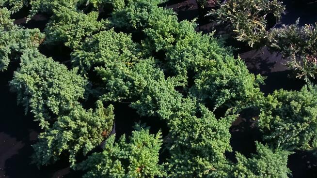 Jałowiec rozesłany Nana