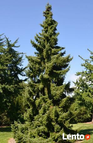 Świerk serbski Picea omorika
